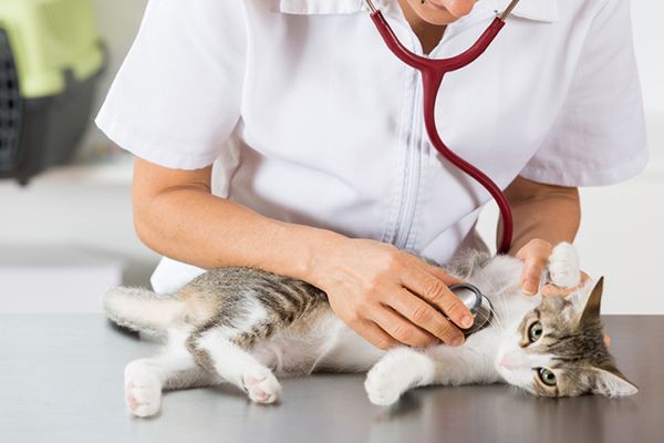 Panduan Menjaga Kesehatan Anjing di Rumah Setiap Hari